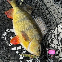 Westin Jerkbite SR Jerkbaits 7.5cm/5g